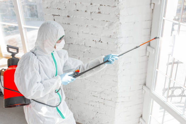 Why You Should Choose Our Mold Remediation Services in White Oak, PA